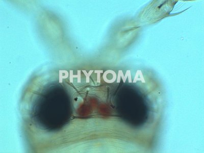 Neohydatothrips samayunkur